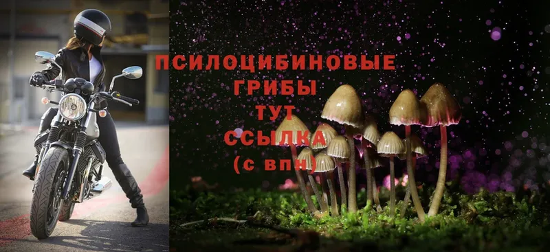 наркотики  mega маркетплейс  Псилоцибиновые грибы Cubensis  Опочка 